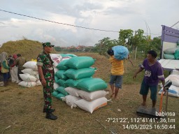 Sinergi TNI dan Rakyat, Pelda Danu Dampingi Panen Raya Poktan Anugrah