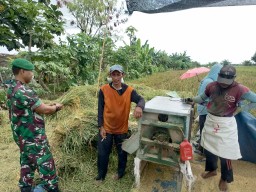 Sertu Abdul Hasip Dampingi Panen Padi, Bukti Nyata Peran Babinsa dalam Mendukung Ketahanan Pangan di Desa Dukuh Tengah