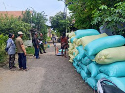Sinergi Penuh Harapan di Sawah Kesambi, TNI Dampingi Petani Raih Panen Melimpah
