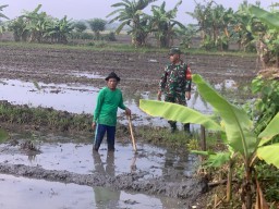 Babinsa Dukung Petani Sambi Bulu Garap Lahan Padi Tahap II, Wujudkan Ketahanan Pangan yang Berkelanjutan