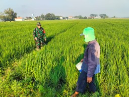 Gotong Royong TNI–Petani, Serka Eko Prayudi Dampingi Perawatan hingga Panen 6 Ha Padi di Wangkal Jaya 1