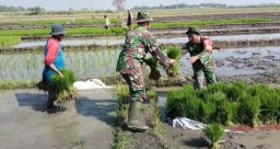 Babinsa Keret Dampingi Petani Garap 4 Hektare Sawah, Wujud Nyata Sinergi TNI dan Petani untuk Ketahanan Pangan