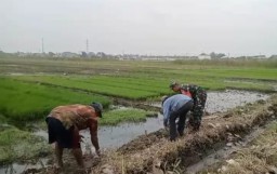 Babinsa dan Petani Kompak Berantas Hama Tikus, Wujudkan Sawah Subur dan Petani Makmur di Ganting Gedangan