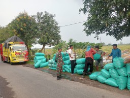 Panen Raya Gedangrowo, Harmoni Babinsa dan Petani Menyuburkan Harapan Desa