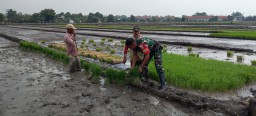 Petani Plaosan dan Serka Henki Bergandeng Tangan, Benih Ciherang untuk Swasembada Pangan Sidoarjo
