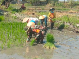 Tangan Hangat Babinsa Hendra Rudi Hartono, Bukti Nyata Pendampingan 3 Hektar Sawah di Klurak Tingkatkan Kesejahteraan Petani
