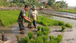 Semangat Gotong Royong, Babinsa Kopka Suwaji Dampingi Petani Mijil Makmur Tanam Padi di 1,5 Ha Sawah Sedengan Mijen