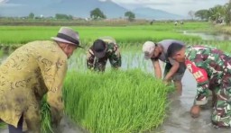 Langkah Kecil Menuju Panen Besar, Kiprah Humanis Babinsa Dampingi Petani WILUJENG II Menuju Pertanian Berkelanjutan di Kedensari