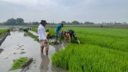 Serka Masfuan Sinergi dengan Petani Sidokepung, Dampingi Penanaman Padi 27 Hektare demi Ketahanan Pangan