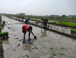 Babinsa Turun ke Sawah di Sudimoro, Kolaborasi TNI dan Petani untuk Ketahanan Pangan Nasional