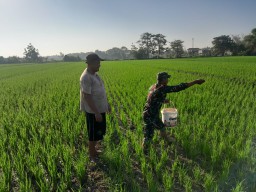 Semangat Gotong Royong: Babinsa dan Petani Bersama Rawat Padi Usai Tanam