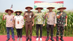 Panen Raya Jagung Serentak, Sinergi Forkopimda Sidoarjo dan Petani Menuju Swasembada Pangan 2025