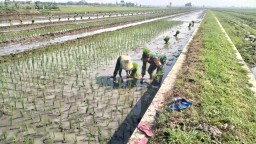 Babinsa dan Petani Bersinergi Tanam Padi Inpari di Candipari, Dorong Ketahanan Pangan Lewat Semangat Gotong Royong