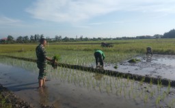 Babinsa Taman Hadir di Tengah Sawah, TNI dan Petani Bersatu Jaga Ketahanan Pangan di Desa Tawangsari