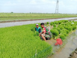 Bersama Petani, Babinsa Gempolklutuk Buktikan TNI Hadir untuk Rakyat
