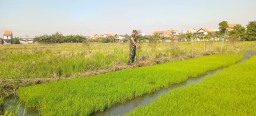 Babinsa Koramil 0816/14 Taman Dampingi Petani Kelurahan Taman, Dukung Ketahanan Pangan Lewat Perawatan Padi Usia 15 Hari