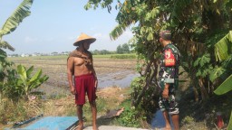 Sinergi Babinsa dan Petani di Sedati, Tanam Padi di Lahan 1,5 Hektare untuk Masa Depan Pangan