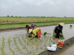 Babinsa Tarik Turun ke Sawah, Pendampingan Humanis di Mlirip Rowo Bangun Kemandirian Pangan dari Lahan 16 Hektare