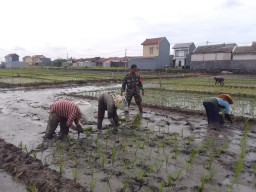 Koptu Agus Rozi Turun ke Sawah di Ngaresrejo, Bukti Nyata TNI Hadir untuk Petani dan Ketahanan Pangan Bangsa