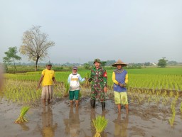 Babinsa Koramil 0816/14 Taman Serda Ja’far Turun Sawah Dampingi Petani Kedungturi, TNI Hadir Menyatu dengan Rakyat untuk Wujudkan Ketahanan Pangan