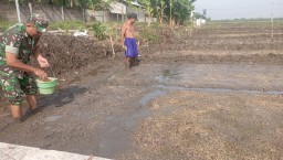 Kebersamaan TNI dan Petani di Sawah, Babinsa Porong Dampingi Penebaran Benih Padi