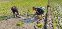 Wujud Kepedulian TNI, Babinsa Serda Hendro Bantu Petani Kedungcangkring Tingkatkan Produksi Pangan