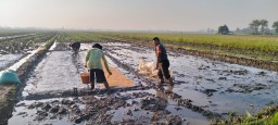 TNI Hadir di Tengah Sawah, Babinsa Serda Abdullah Fawaid Dampingi Petani Desa Bohar Tanam Padi Dukung Ketahanan Pangan