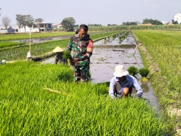 Dekat dengan Rakyat, Babinsa Serda Suprianto Dampingi Petani Sekardangan Tingkatkan Ketahanan Pangan