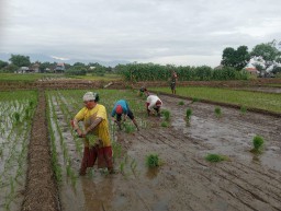 TNI Menyatu dengan Petani, Babinsa Sertu Dhofir Dampingi Poktan Makmur Olah Lahan 7 Hektare di Desa Semambung