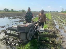 Semangat Babinsa Sertu Tri Andoyo dan Petani Sidoarjo Menjaga Ketahanan Pangan Nasional