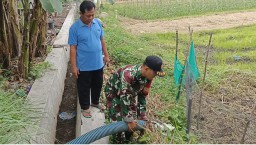 Guyub Babinsa dan Petani Siram Sawah, TNI Hadir Menyuburkan Harapan di Damarsi