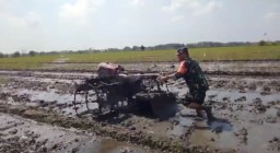 Turun Langsung ke Sawah, Babinsa Pademonegoro Jadi Sahabat Petani Demi Ketahanan Pangan