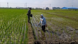 Babinsa Serda Sugeng Dampingi Pemupukan Padi, Wujud Kepedulian TNI Dukung Petani Desa Krembung