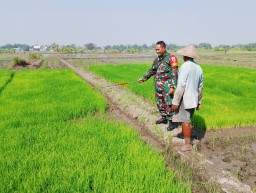 Menjaga Ketahanan Pangan, Merawat Harapan : Babinsa Taman dan Petani Sidodadi Bersinergi Rawat Benih Padi Cierang di Lahan 25,5 Hektare
