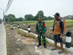Babinsa Dukuh Tengah dan Petani Menyatukan Langkah: Merawat Padi, Menjaga Harapan di Lahan 42 Hektare