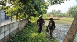 TNI Hadir untuk Rakyat, Babinsa Taman Dampingi Petani Tanam Padi Inpari 32
