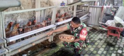 Babinsa Tanggulangin Rawat Ternak Ayam Petelur, Wujud Nyata Kepedulian TNI Terhadap Ketahanan Pangan