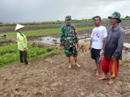 Babinsa Koramil 0816/05 Tulangan Terus Dukung Petani Desa Singopadu
