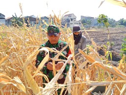 Babinsa Serda Septiardi Aktif Dampingi Petani Jagung di Kelurahan Sepanjang