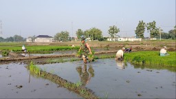 Babinsa Tinjau Sawah di Gedangrowo, Kolaborasi TNI dan Petani Teguhkan Ketahanan Pangan Sidoarjo