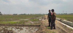 Babinsa Suwaluh Serka Slamet Riyadi Turun ke Sawah, Wujud Kepedulian TNI Dukung Swasembada Pangan Lewat Pendampingan Petani