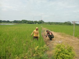 Babinsa Koramil 0816/14 Taman Dampingi Petani Pasca Tanam, Dorong Produktivitas dan Ketahanan Pangan di Desa Pertapan Maduretno