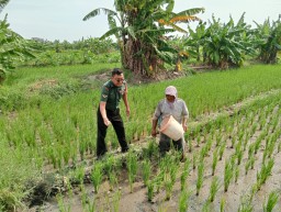 Serda Yedi Kusuma Babinsa Taman Dampingi Petani Desa Gilang Lakukan Pemupukan Padi