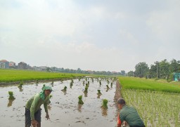 Babinsa Taman dan Petani Bersinergi Rawat Padi: Wujud Nyata TNI Dukung Ketahanan Pangan dari Sawah Desa