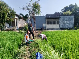 Babinsa Koramil 0816/14 Taman Aktif Dampingi Petani Sidodadi, Jaga Tanaman Padi Tetap Subur dan Produktif