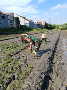Menanam Harapan di Lahan Sawah, Sinergi Babinsa dan Petani Keboananom Wujudkan Ketahanan Pangan