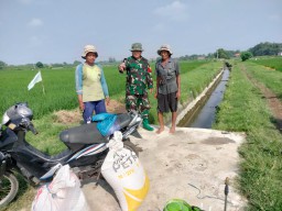 Babinsa Krembung dan Petani Tambakrejo Bersinergi Lindungi Tanaman: Semangat Gotong Royong di Tengah Sawah