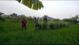 Babinsa Koramil 0816/14 Taman Dampingi Pemupukan Padi, Dorong Produktivitas dan Antisipasi Hama di Desa Krembangan