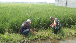 Babinsa Pekarungan dan Petani Menyemai Padi, Menjaga Ketahanan Pangan