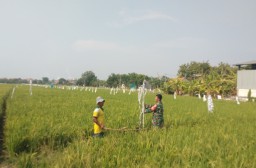 Babinsa dan Petani Tawangsari Bergandengan Tangan Rawat Padi Inpari: Sinergi untuk Ketahanan Pangan